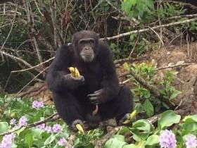 黑猩猩实验后遭丢弃 小岛上独自生活3年