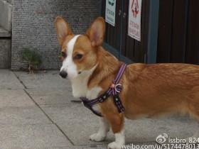 网友记录千辛万苦寻找爱犬“奶糕”的故事 让人感动和心疼