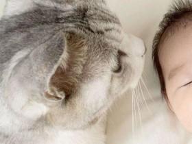 网友家里的猫咪诡异的走路姿势 旁边的猫咪直接吓傻了