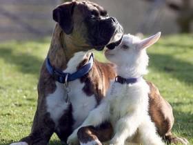 身材高大凶猛的拳师犬 领养了一只被遗弃了的小山羊