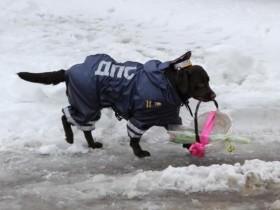 莫斯科交警的狗狗帮忙献花束 祝贺女性同胞节日快乐