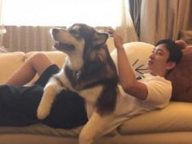 王思聪带狗狗去五星酒店 晒“汪星人特色精选”大菜