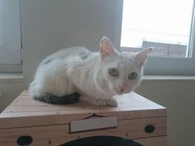 这只猫咪虽然眼睛看不见 但是遇到了一个善良的姑娘