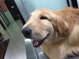 金毛犬被蜜蜂蛰伤后仍不改乐观心态 兽医却笑出内伤了