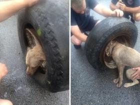 流浪犬的头卡进轮胎钢圈里 美国的消防员将轮胎锯开解救