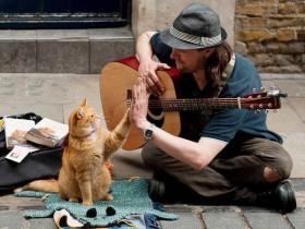 穷困潦倒的街头卖唱者 被一只流浪猫咪彻底改变了命运