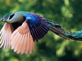 送九张罕见的百鸟之王照片 祝天下的女性节日快乐
