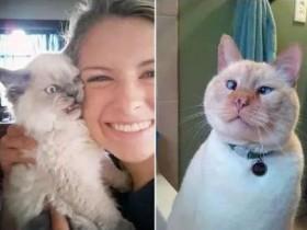分享八张搞笑的猫咪照片 祝大家愚人节快乐