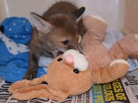 狐狸宝宝与玩具兔子的友谊 一种爱恨交织的感情