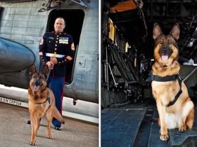 因嗅出炸弹而失去一条腿的狗狗 在英国获得“迪金勋章”至高荣誉