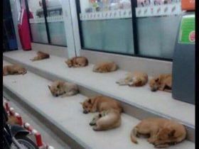 网友在泰国拍摄到有趣的画面 一大波流浪猫狗躺在超市门口