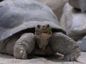 80岁的乌龟第一次当妈妈 而且一下子有了9个宝宝