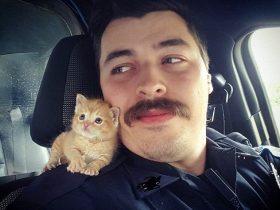 美国警察救小猫后带其巡逻 一人一猫成网红