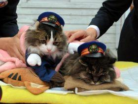 日本18岁的猫咪站长去世 会津铁道举行公司葬礼