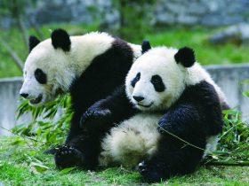 在国外看歪果仁排队围观熊猫，是一种什么体验？