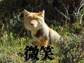 藏狐才是真正的表情帝 分享六张表情照片
