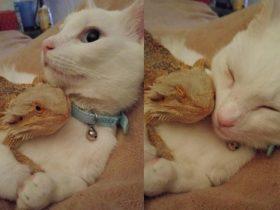看对眼后友谊就不再分物种 一只猫咪和一只蜥蜴在秀恩爱