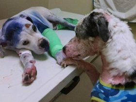 惨遭人类虐待的狗狗 在诊所里遇到患难与共的好伙伴
