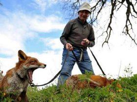 老人在野外救了二只狐狸 放生时突然发生感人一幕
