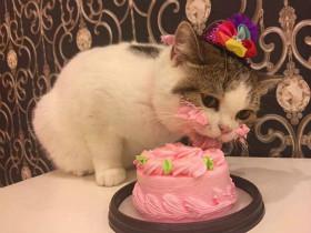 小猫咪过生日吃到了蛋糕 心情真是美美哒