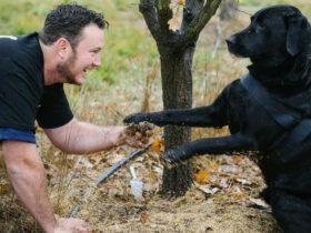 澳洲小哥捡了一只流浪狗 12年间小狗竟为他赚了100万美金