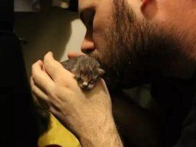 流浪猫闯进夫妻的家中赖着不走 还送给他们一个惊喜