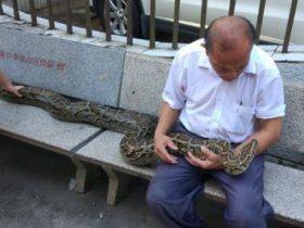 68岁老人在7年前救了一条蟒蛇 他们的故事在当地传为佳话