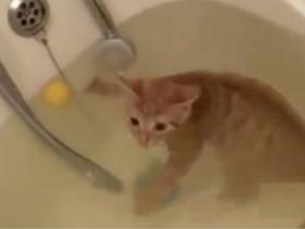 在水中玩得不亦乐乎的小猫咪