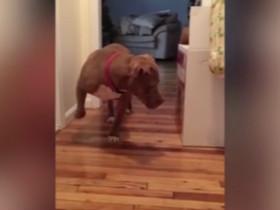 强壮的比特犬蹑手蹑脚地走路 只因害怕打扰家中的猫BOSS