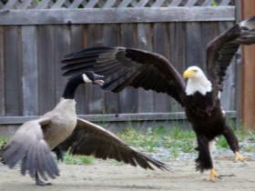 摄影师拍到了一只老鹰和一只鹅打架 网友们的评论太搞笑