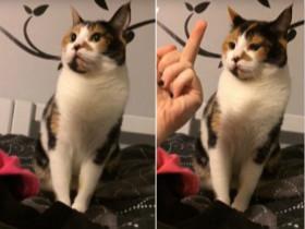 不满猫奴朝自己竖中指 猫咪强烈反击来捍卫喵的尊严