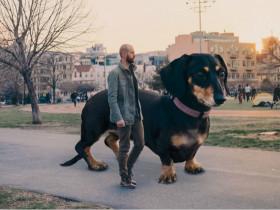 如果腊肠犬变成了大型犬 生活中的场景又会是什么样子?