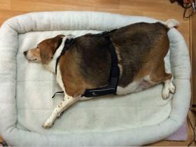 比格犬被失忆的主人喂成“猪” 经过一年的努力瘦身成功