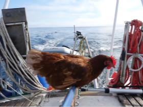 法国小伙带母鸡航海旅游世界