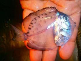 墨西哥海上发现一条全身透明的鱼 长大后让人有些傻眼