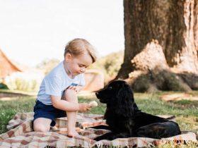 乔治小王子半跪喂食狗狗 被动保组织指责虐待动物