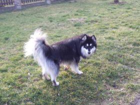 “阿拉撕家”把女朋友一双昂贵的高跟鞋啃了 小伙妙手回春