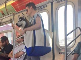 纽约地铁说，只要包里塞得下，就可以带狗