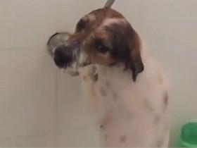 狗狗独自在浴池里冲凉