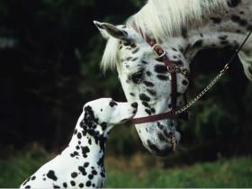 不同动物在一起的合影照片 它们就像是亲生的“兄弟姐妹”