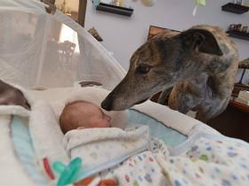 赛犬被救后一直害怕人类 直到女主人有了一个小宝宝