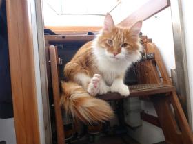 缅因猫Skatty陪伴耳聋的男人航海
