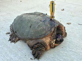 约70岁的乌龟背壳上插着一把螺丝刀 仍相信会遇到善良的人