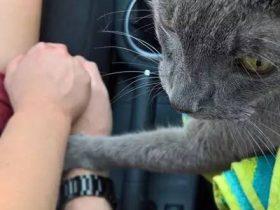 猫咪在生命最后一程时紧握主人手 可能是想让主人知道它很爱他