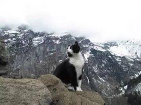 网友在登山中迷路了，遇到一只神奇猫咪，帮助他走出困境