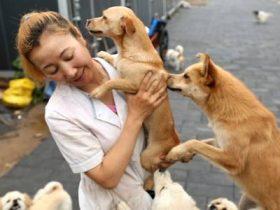 8年，230只狗，一年花费50万，她才是真正的爱狗如命