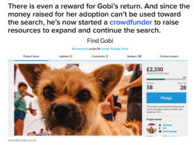 美媒报道中国民间组织寻找狗狗戈壁的故事 国外很多网友捐款筹资