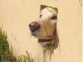 21张“被困狗狗”的搞笑照片 它们只是想与外面的人打一声招呼