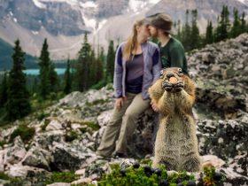 松鼠闯入一对订婚情侣的外拍镜头里  可爱的模样非常抢镜