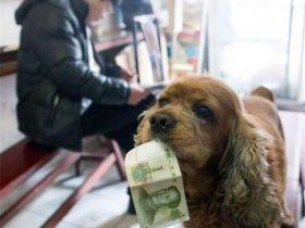 狗狗每天找主人要零钱买吃的，商店老板还经常给它“赠品”